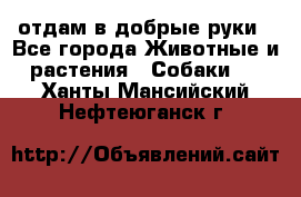 отдам в добрые руки - Все города Животные и растения » Собаки   . Ханты-Мансийский,Нефтеюганск г.